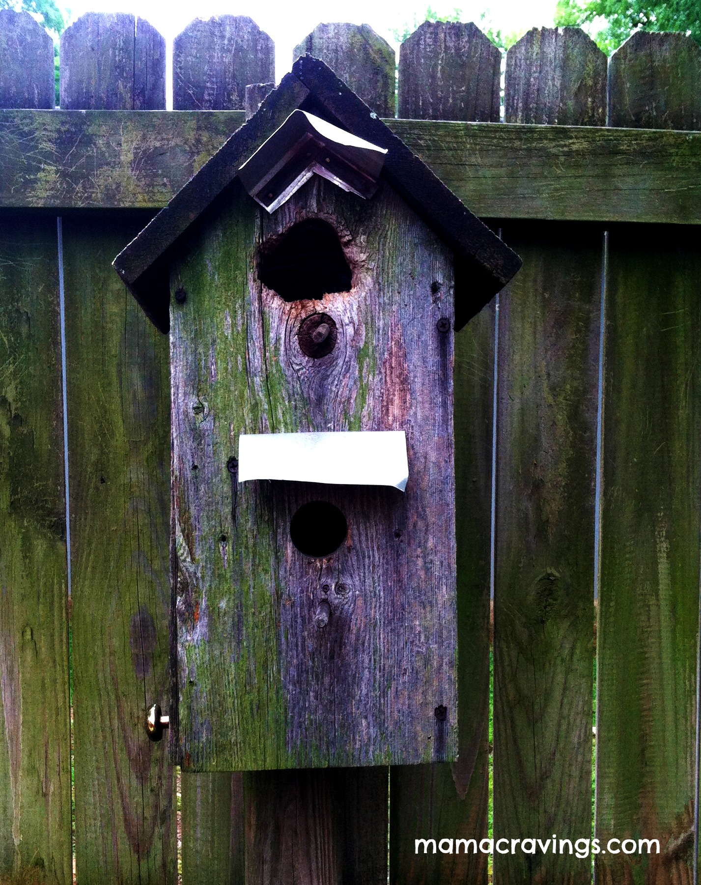 bird house plans mockingbird